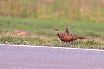 A lonely pheasant on the side of the highway..
