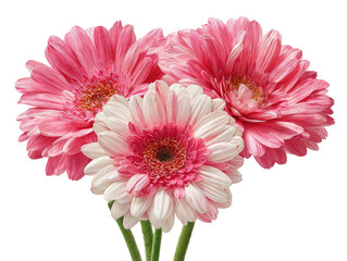 Three vibrant gerbera daisies with pink and white petals against a transparent background