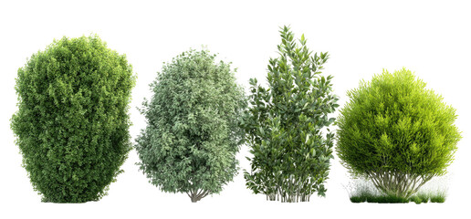 Four diverse, vibrant green, foliage plants of various shapes isolated on black
