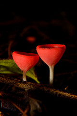 cookeina sulcipes mushroom growing on wet wood in tropical rainforest
