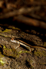 Obraz premium tropical rainforest with lizard