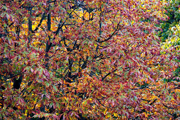 Kastanienlaub verfärbt sich herbstlich bunt