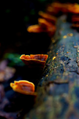 microporus vernicipes mushroom growing on decaying wood in the forest
