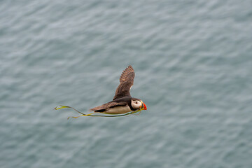 Atlantic puffin, fratercula arctica, in flight with seaweed kelp in beak, returning back to the burrow, Wales
