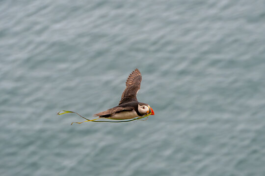 Atlantic puffin, fratercula arctica, in flight with seaweed kelp in beak, returning back to the burrow, Wales