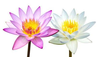 Elegant Lotus Flower Bundle – Two Natural Bloom Variations Isolated on Transparent Background