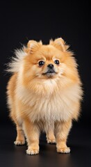 Obraz premium An adorable, fluffy Pomeranian dog stands gracefully on a clean, solid background, its bright eyes full of curious charm and alertness ,spitz ,clean ,Pomeranian