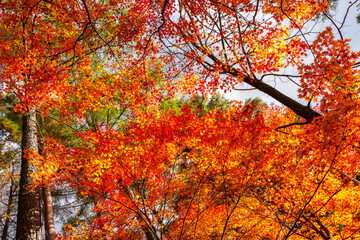 Autumn foliage in momiji season of Japan