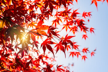 Leaves of red maple tree in autumn - momiji season of Japan