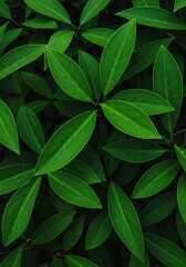 Fototapeta premium Vibrant, healthy, and lush green leaves form a dense botanical background, symbolizing nature's refreshing vitality and organic growth ,ecosystem ,verdant ,lush