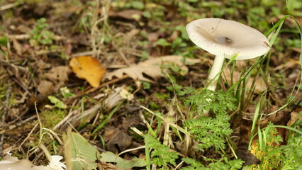 Mücke auf einem Pilz