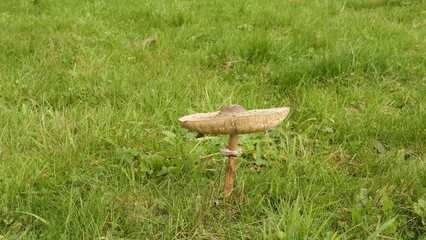 Pilz im Wiesengrund