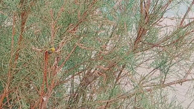 CloseUp View Of Bird Foraging Within Dense Tamarisk Shrub