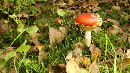Fliegenpilz am Waldboden