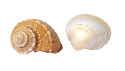  Natural Seashell Decorative Bundle – Two Coastal Variations Isolated on Transparent Background