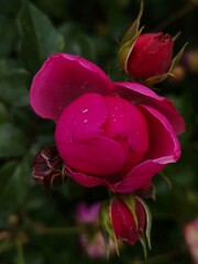 pink rose in autumm garden