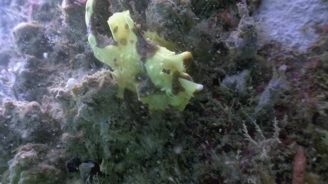 A master of camouflage, a vibrant yellow frogfish sits quietly on the reef. Observe this unique fish blending seamlessly into its surroundings in Anilao, Philippines.