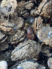 Closeup of Mussels on Oregon Coast