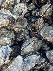 Closeup of Mussels on Oregon Coast