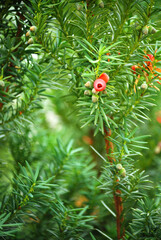 Nahaufnahme eines Eiben-Busches mit roten Samen.