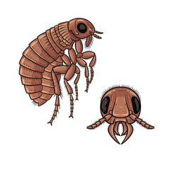 Flea Fullbody and Close-Up Illustration for Tiny Insect Design