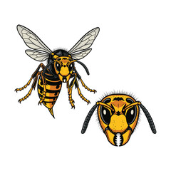 Hornet Fullbody and Close-Up Illustration for Aggressive Insect Design