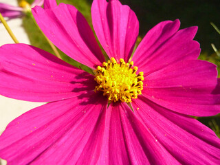 Nahaufnahme von einer rosa Kosmea. 