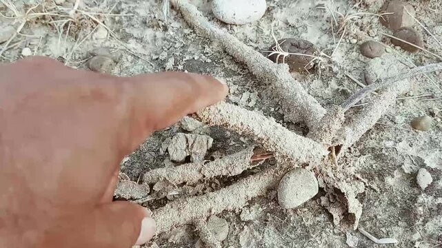 Evidence Of Termite Activity In Dry Rocky Environment With Shelter Tubes