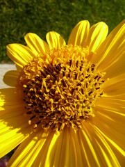 Makro einer Sonnenhut Bl&uuml;te.