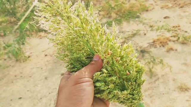 Close Up View Of Jawar Ka Sitta Fresh Grain Harvest