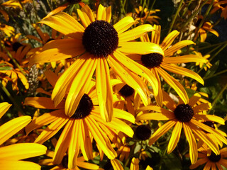 Makro einer Sonnenhut Bl&uuml;te.