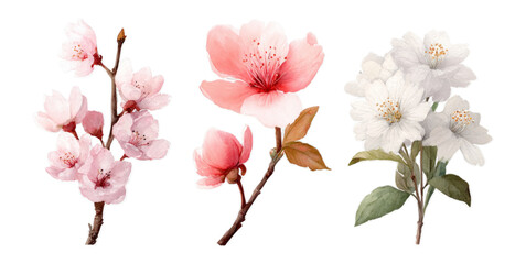 Delicate Blossoms in Pink and White on Transparent Background for Artistic Uses