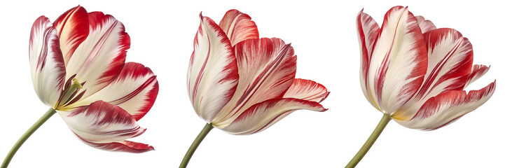  Set of A single vibrant tulip blossom with red and white petals displaying intricate natural veining isolated on a transparent background