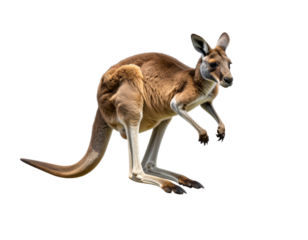 Kangaroo Jumping in Motion, Side Perspective, isolated