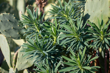 Green succulent foliage growing alongside prickly pear cactus