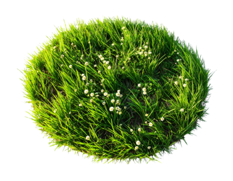 Bunch of Green Grass with Tiny White Flowers, Top-Down Angle, isolated
