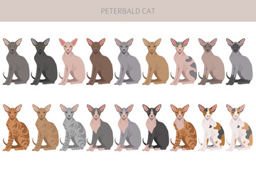 Peterbald cat, Russian Sphynx clipart. All coat colors set.  All cat breeds characteristics infographic. Vector illustration