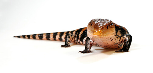 Blauzungenskink // Common blue-tongued skink (Tiliqua scincoides) - Australien