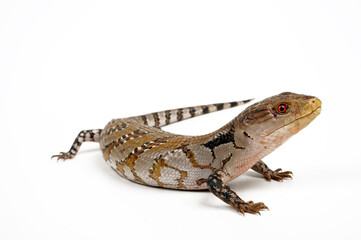 Fototapeta premium Young blue-tongued skink // junger Blauzungenskink (Tiliqua scincoides) - Australia