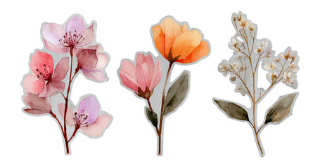 Delicate Watercolor Flower Illustrations on Transparent Background for Design Use