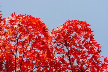 Red maple tree in autumn - momiji season of Japan