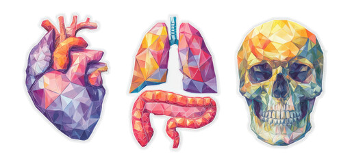 Geometric Heart, Lungs, Skull in Vibrant Low-Poly Art Style on Transparent Background