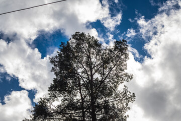 A high pine tree stands in silhouette with dramatic white clouds and patches of deep blue sky in the background.