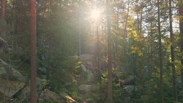 The brilliant sun is shining brightly through the trees in the lush forest