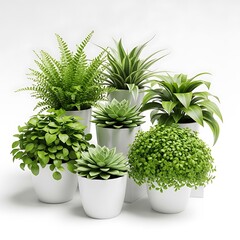 Collection of Various Potted Houseplants in White Pots on White Background.