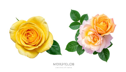 Two floral rose compositions — single flower and bouquet — isolated on transparent background