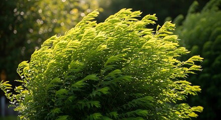 Lush Green Bush in Sunlight - A Vibrant Natural Scene.