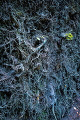 Complex and fascinating root structure of a fallen tree, dark and organic, hike through the Hasbruch forest in 277998 Hude, Germany