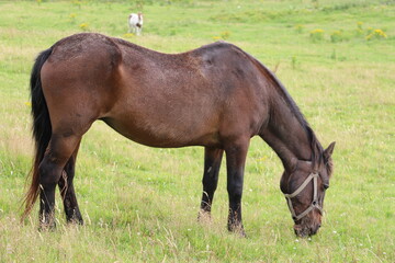 Cheval broutant de l'herbe dans une prairie irlandaise