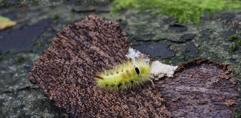 Raupe der gelben Farbvariante von Buchen-Streckfuß oder Buchenrotschwanz (Nachtfalter) auf Holz